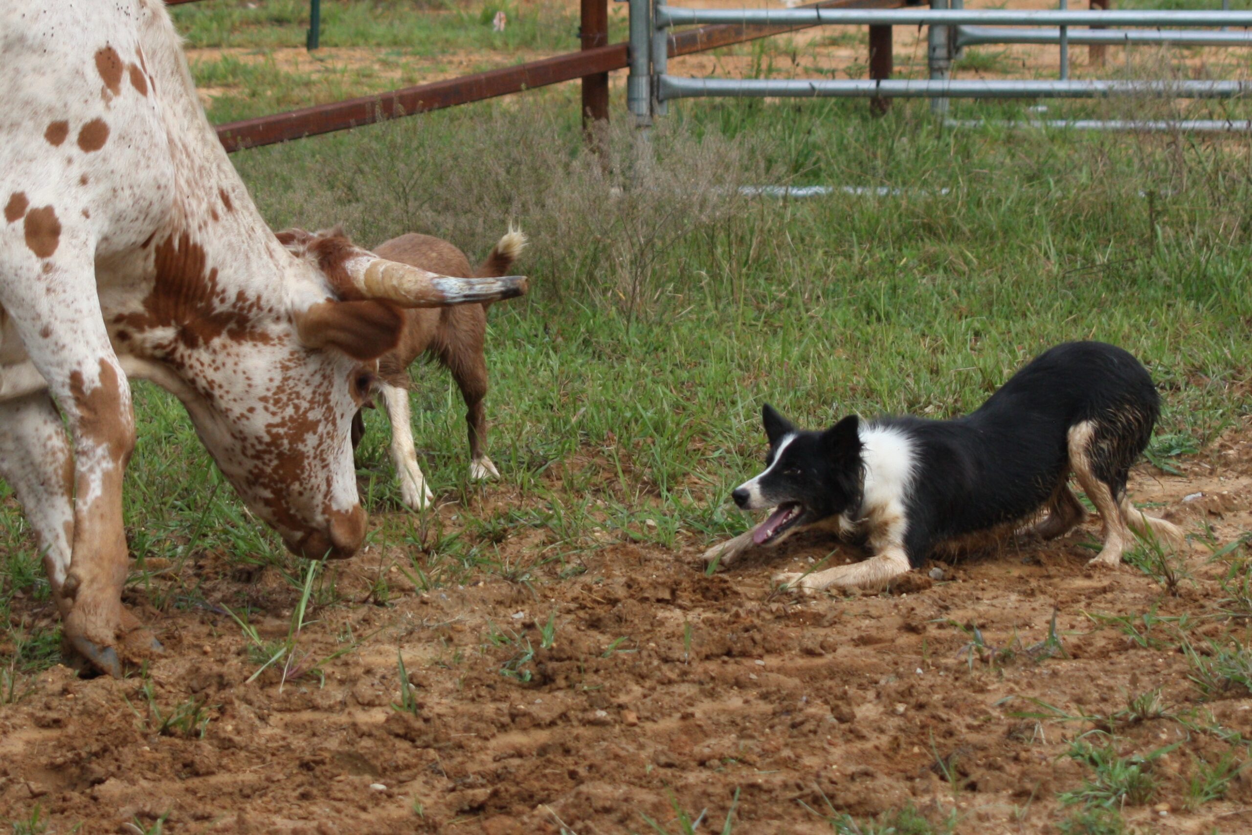 Ranch cow sales dogs for sale