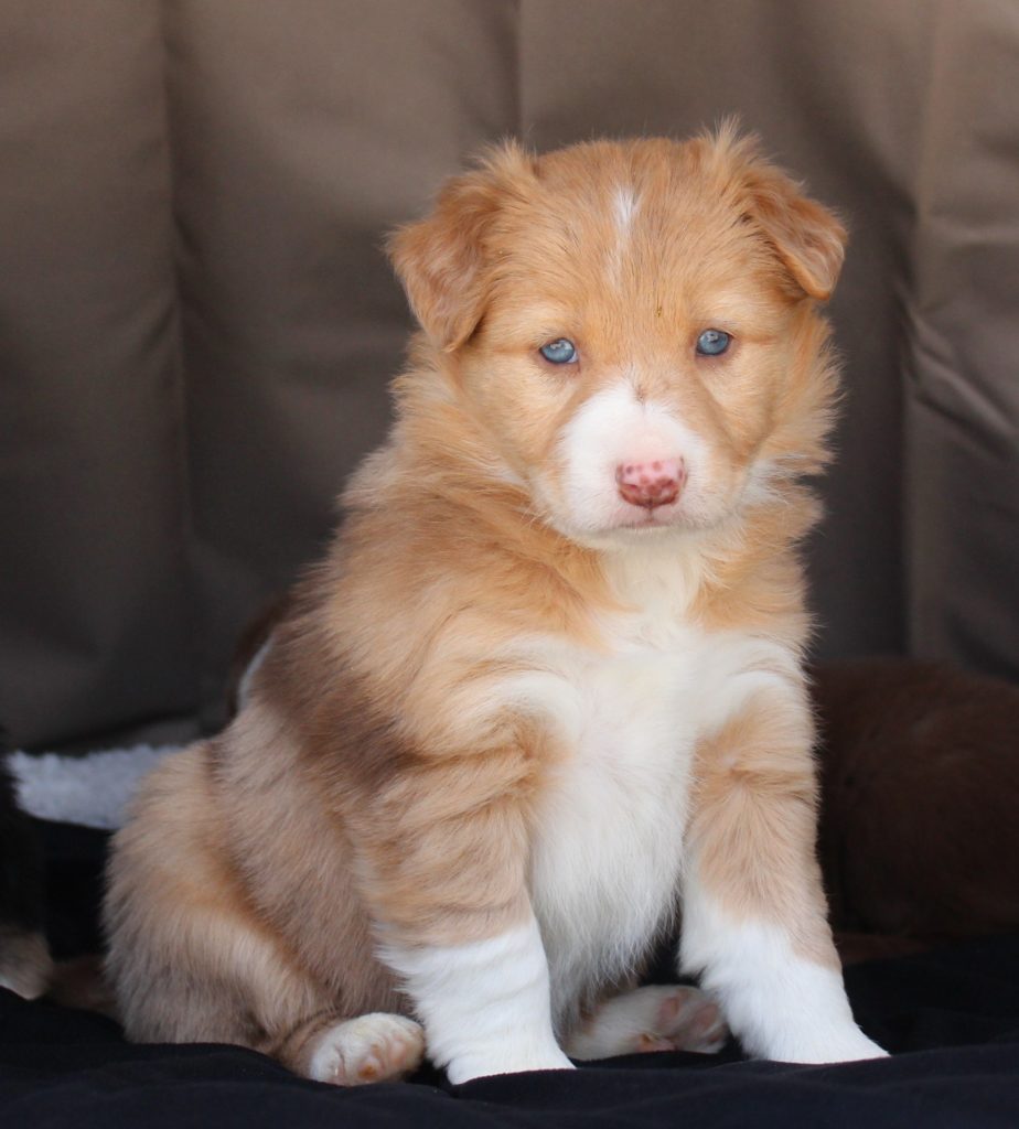 Female Border Collie Puppies for Sale in Alabama | C-C Ranch