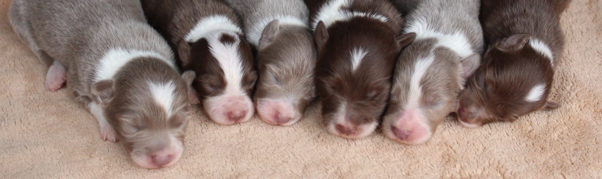 Red Merle and Blue Merle Border Collie Puppies for Sale, AL